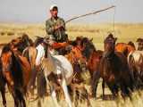 اسب | گله داری و پرورش اسب در مغولستان
