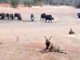 حمله سگهای وحشی به گروه بوفالو در حیات وحش افریقا