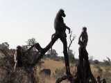 میمون دیوانه به شیر حمله کرد و حیات وحش افریقا را به جان هم انداخت