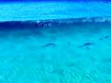 موج سواری دلفینها- استرالیا