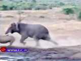 حمله جانانه فیل خشمگین ب کرگدن