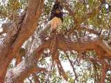 عقابی که گربه سروال شکار کرده و در حال خوردن اون بالای درخته...