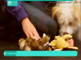 آموزش تربیت حیوان خانگی | تربیت سگ | تربیت سگ نگهبان ( جمع کردن اشیاء )