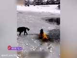 نجات یک سگ گیر افتاده در دریاچه یخ‌ زده
