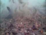 ماهی شاه‌کولی: Alburnus chalcoides