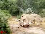 حیات وحش، حمله دیدنی شیر برای شکار گوزن