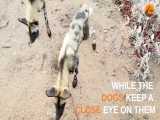 حیات وحش، رقابت سگ های وحشی و کفتارها برای شکار