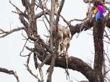 مارمولک خوردن عقاب در بالای درخت