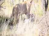 شکار گور خر توسط شیر وحشی حیات وحش افریقا