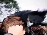 عقاب هارپی