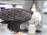 غذا خوردن عقاب سرسفید