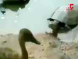 فیلم لحظه شکار حیرت آور کبوتر توسط لاک‌پشت!