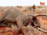 جنگ برای نجات فیل از تیر آغشته به زهر