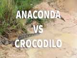 آناکوندا در برابر تمساح - جنگ و نبرد خونین مار اناکوندا و کروکدیل