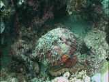 سنگ ماهی آبسنگی: Synanceia verrucosa