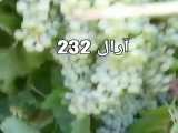 نهال انگور زرد کشمشیAral Nahal.ir/فروش/09143812014 و 09142711245