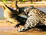 شکار تمساح توسط جگوار در آمازون