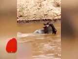 حیات وحش، انصراف عجیب کروکودیل از شکار گوزن یالدار بی رمق در رودخانه