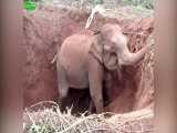 ببینید این فیل و بچشو چجوری از گودال نجات میدن