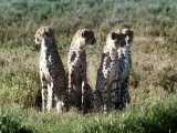 راز بقا - مبارزه حیوانات - یوزپلنگ چیتا و شترمرغ مادر