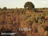 نگاهی به زیبایی زامبیا