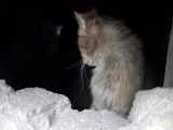 گربه ها از زیرزمین به زیرزمین