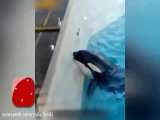 شگرد جالب نهنگ قاتل برای شکار پرنده