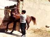 اسب اصیل کرد ایرانی