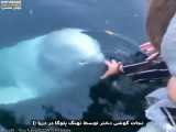بازگرداندن موبایل دختر جوان توسط یک نهنگ در دریا