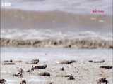 زندگی عجیب ماهی گل‌پیما (Mudskippers)