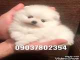 فروش سگ های اپارتمانی عروسکی پاکوتاه پشمالو مینیاتوری جیبی فنجونی خرید توله