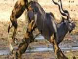 شکار آهو توسط سگهای وحشی آفریقا، شکار ایمپالا توسط سگهای وحشی