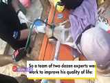 ویدئویی از تیمار کردن و رسیدگی به یک زرافه چهار متری در باغ وحش