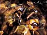 زنبورهای کارگر ملکه کندو را زنده زنده کباب میکنند!!