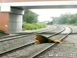 راننده روانی قطار یک شیر روی ریل قطار را در هند زیر گرفت.