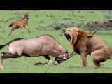 حیات وحش، مبارزه گوزن ها در مقابل شکارچیانی مثل شیر و ببر