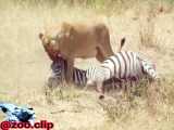 حمل لاشه گورخر توسط شیر شکار گورخر توسط شیر نبرد شیر با گورخر