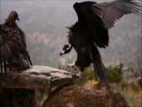دعوای عقاب طلایی با کرکس سیاه بر سر غذا
