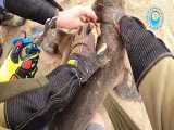 نجات بچه شیر دریایی از پلاستیکی که دور گردنشونه و اذیتشون میکنه