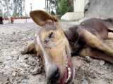 نجات سگی که تصادف کرده و در حال مرگه توسط انسانهای با شرف