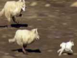 شکار موش صحرایی توسط روباه شکار خرگوش توسط گرگ شکار موش توسط شغال