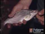 ماهی سیم کندپوزه: Ballerus sapa