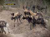 سفری با گرگهای وحشی و فیلم برداری از شکارشون