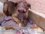 نجات توله سگی که سرش به خاطر عفونت بدجوری باد کرده