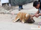 نجات سگ خیابانی که گوشش به شدت آسیب دیدگی شدید داره