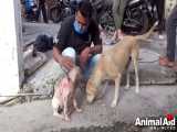 نجات سگی که کلی زخم روی بدنش داره و از درد شدیدی رنج میبره