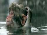 حمام میمونهای برفی