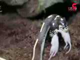 ویدئویی جالب از غذاخوردن یک مار همزمان با دو سرش