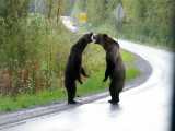مبارزه دیدنی دو خرس در بزرگ راه بریتیش کلمبیا در کانادا