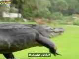تمساح غول پیکر ( آمریکا )